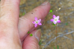 Smallflower Fameflower (Phemeranthus parviflorus)