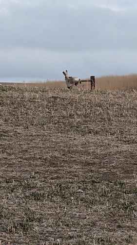 White-tailed Jackrabbit photographed in North Dakota
