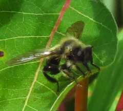 Laphria sacrator