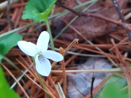 Image of Viola blanda by (c) Cecil Smith, some rights reserved (CC BY)