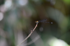 Prodasineura croconota