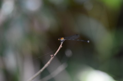 Prodasineura croconota