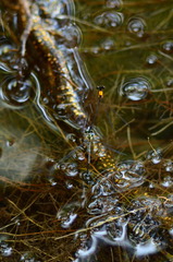 Prodasineura croconota