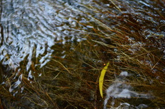 Prodasineura croconota