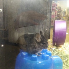 Chinchilla