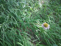 Tanacetum coccineum