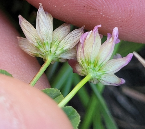 saline clover (Trifolium hydrophilum)