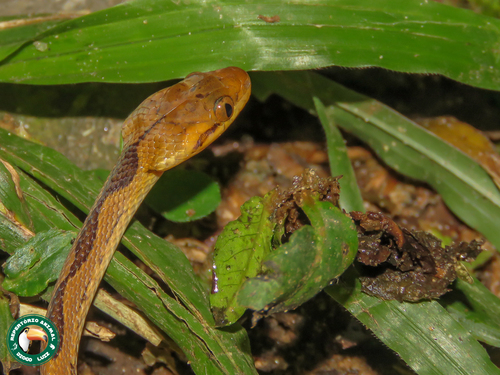 Banded Cat-eyed Snake, Leptodeira annulata