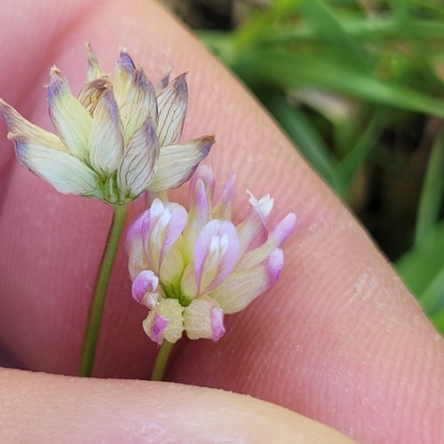 Image of Trifolium hydrophilum by (c) Konshau Duman, some rights reserved (CC BY)