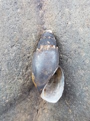 Thiaridae
