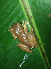 Rhacophorus margaritifer