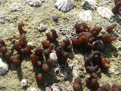 Nemalion elminthoides