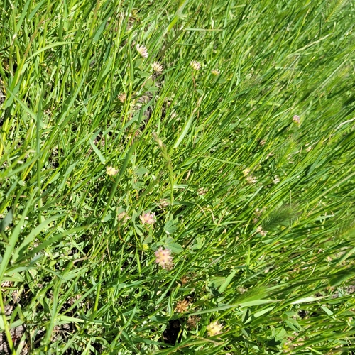 Image of Trifolium hydrophilum by (c) Konshau Duman, some rights reserved (CC BY)