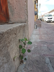 Porophyllum ruderale macrocephalum
