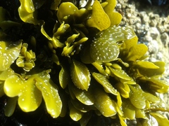 Fucus guiryi