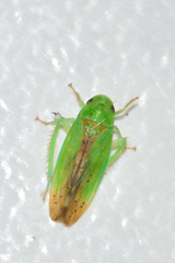 Ponana