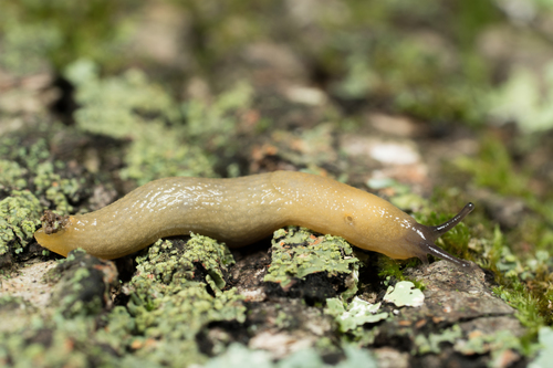 Arion intermedius