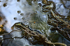 Prodasineura croconota