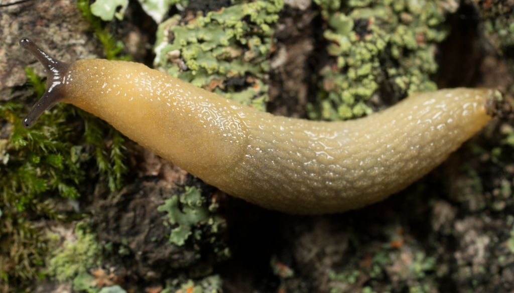 Hedgehog Slug