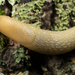 Hortensis-group Arion Slugs - Photo no rights reserved, uploaded by Jesse Rorabaugh