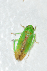 Ponana