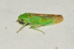 Ponana