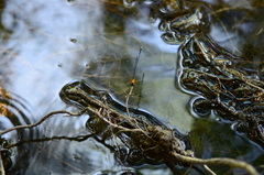 Prodasineura croconota