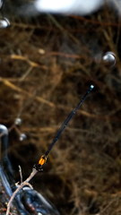 Prodasineura croconota