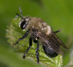 Microdon megalogaster