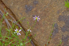 Aster-like Chaetopappa (Chaetopappa asteroides)
