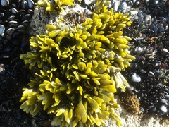 Fucus guiryi