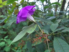 Ipomoea silvicola
