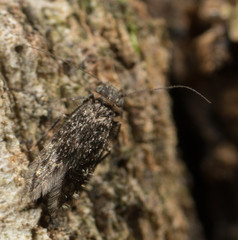 Lepidopsocidae