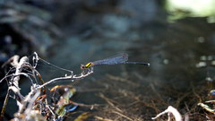 Prodasineura croconota