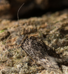 Lepidopsocidae