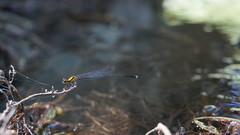 Prodasineura croconota