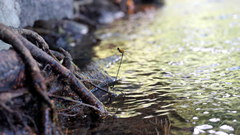 Prodasineura croconota