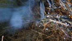 Prodasineura croconota