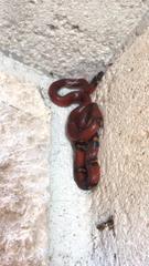 Lampropeltis abnorma