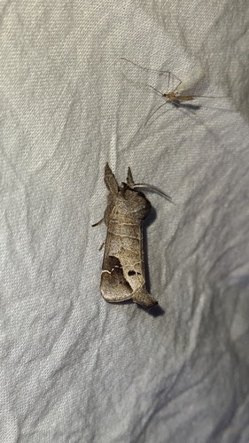 Clostera anachoreta