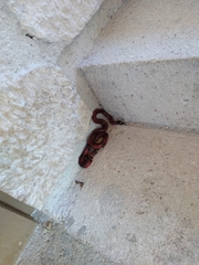 Lampropeltis abnorma