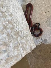 Lampropeltis abnorma