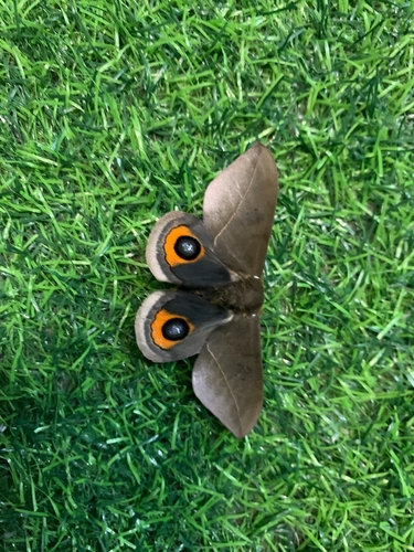Automeris naranja photo 4