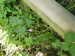 Geranium robertianum