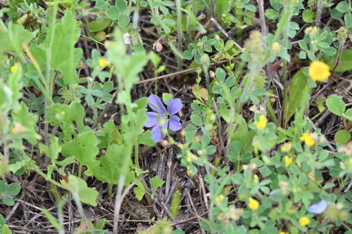 Image of Meadow Flax (Linum pratense) by no rights reserved