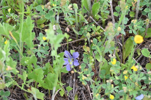 Image of Meadow Flax (Linum pratense) by no rights reserved