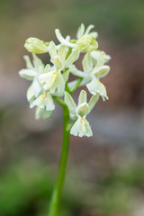 Orchis provincialis