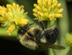 Common Eastern Bumble Bee
