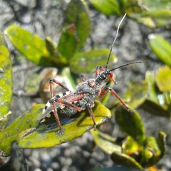Rhynocoris cuspidatus