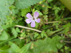 Geranium robertianum